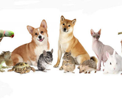 Pets & Livestock