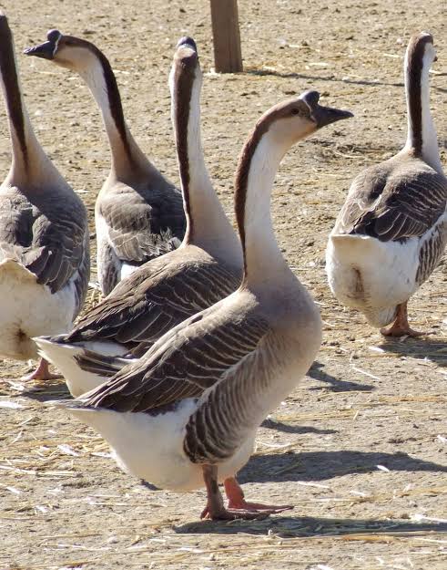 The Guardian Geese of Smallholdings