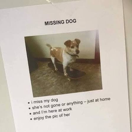 The Disappearance of “Pudding” the Wonder Dog