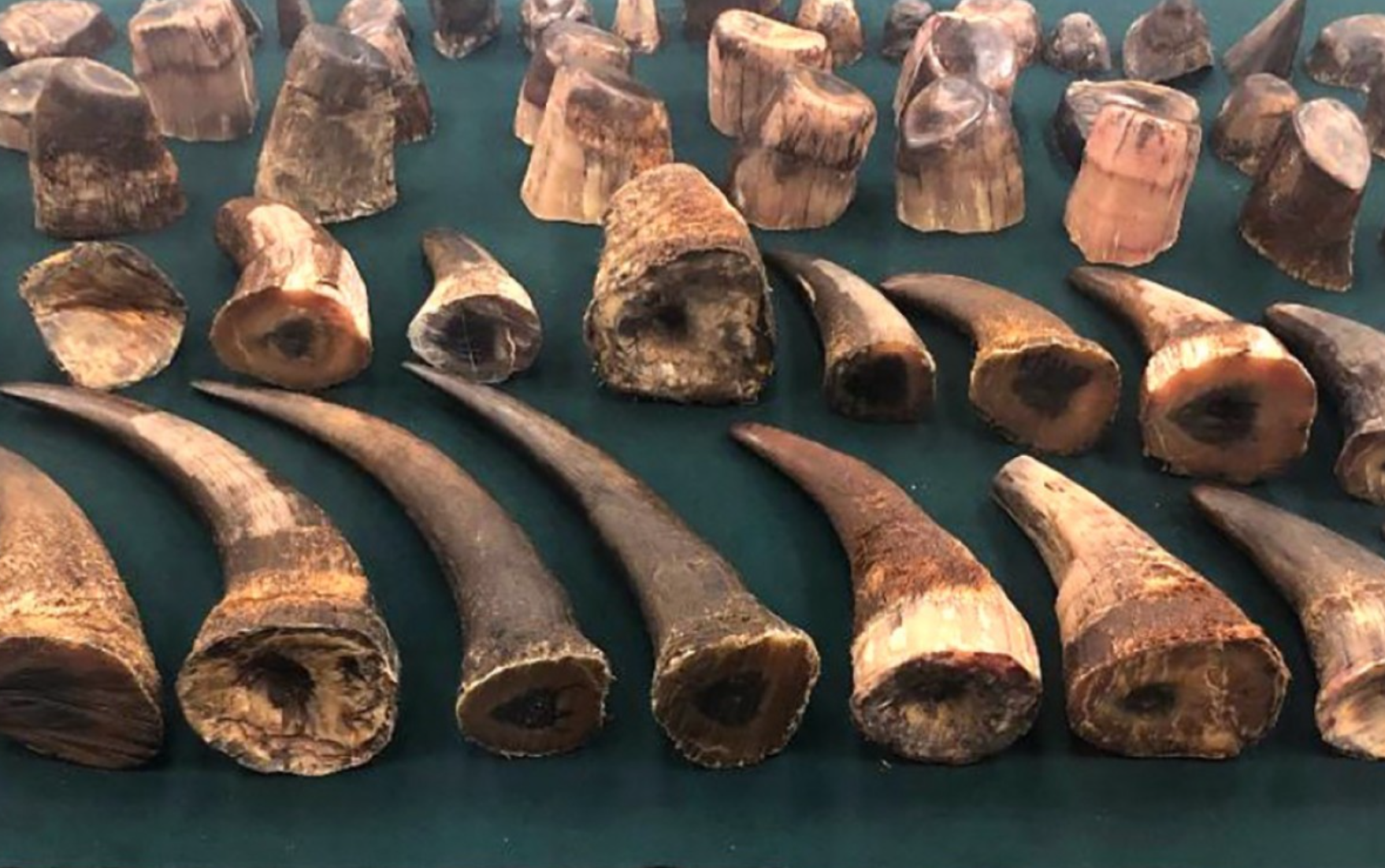 Midnight Chaos on the N12: Rhino Horn Smuggling