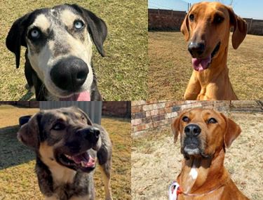 SPCA longest-serving Residents desperately waiting for Love